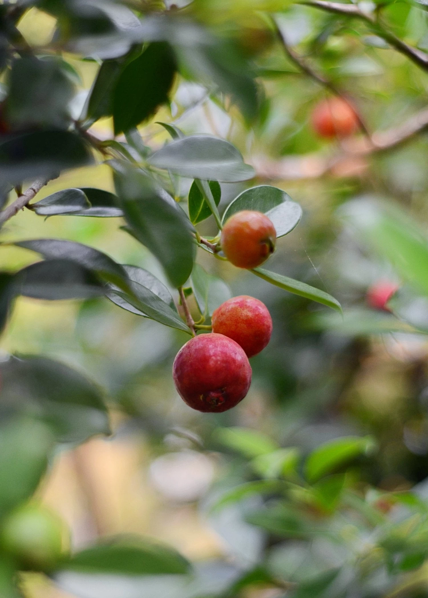 Guava, Strawberry (Psidium Cattleianum) - Image 4