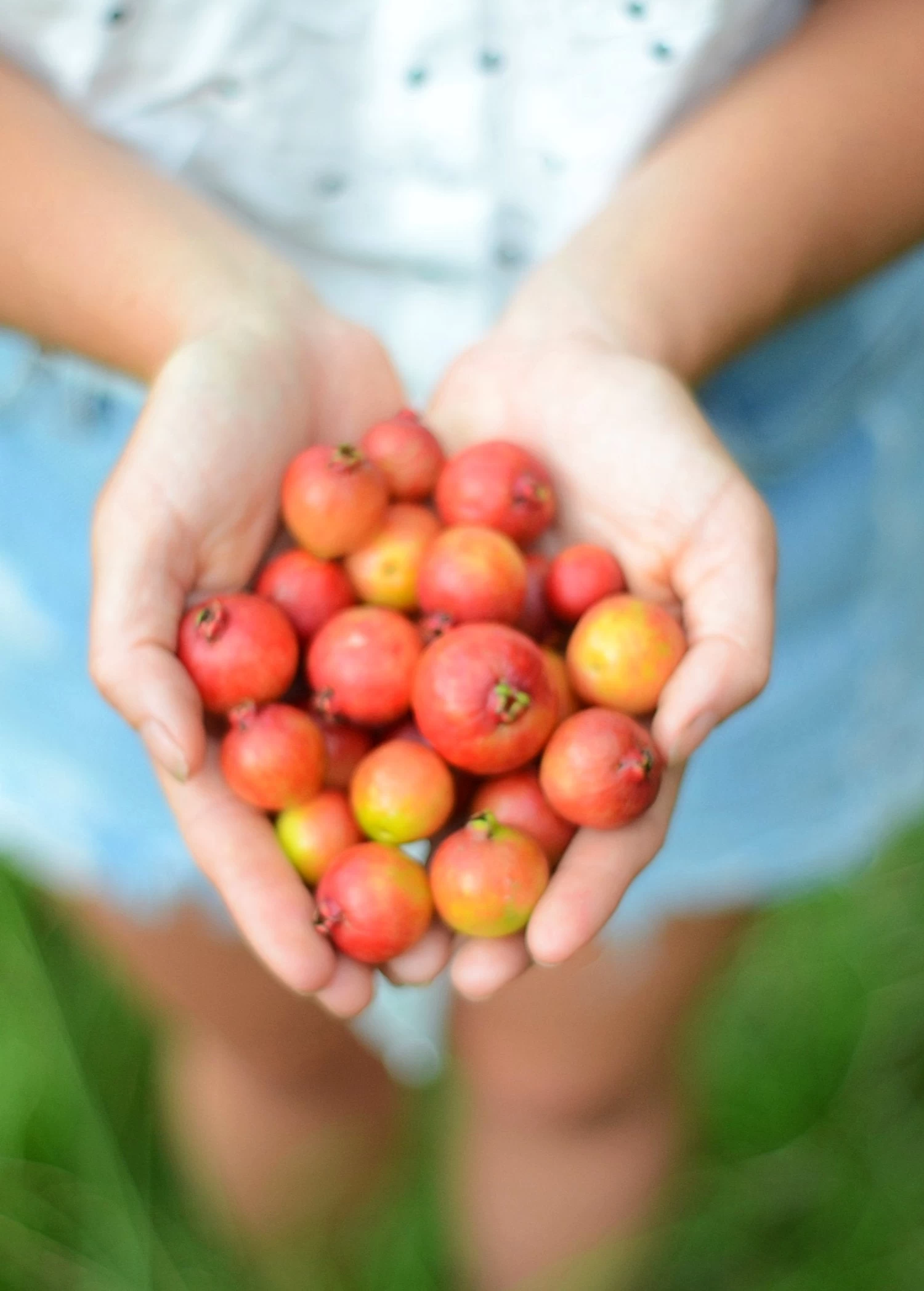 Guava, Strawberry (Psidium Cattleianum) - Image 2