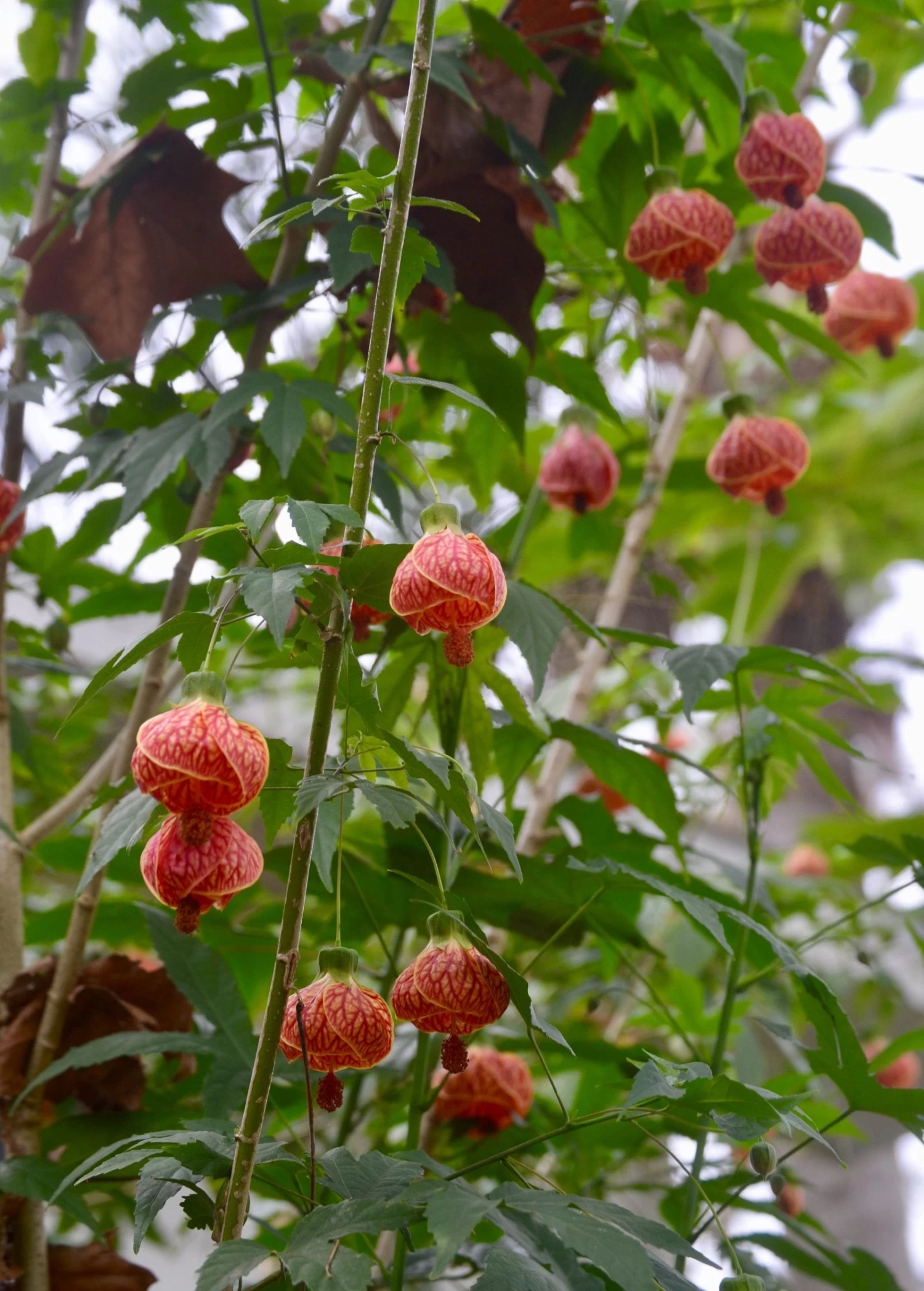 Flowering Maple (Abutilon Pictum) - Image 2