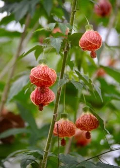 Flowering Maple (Abutilon Pictum)
