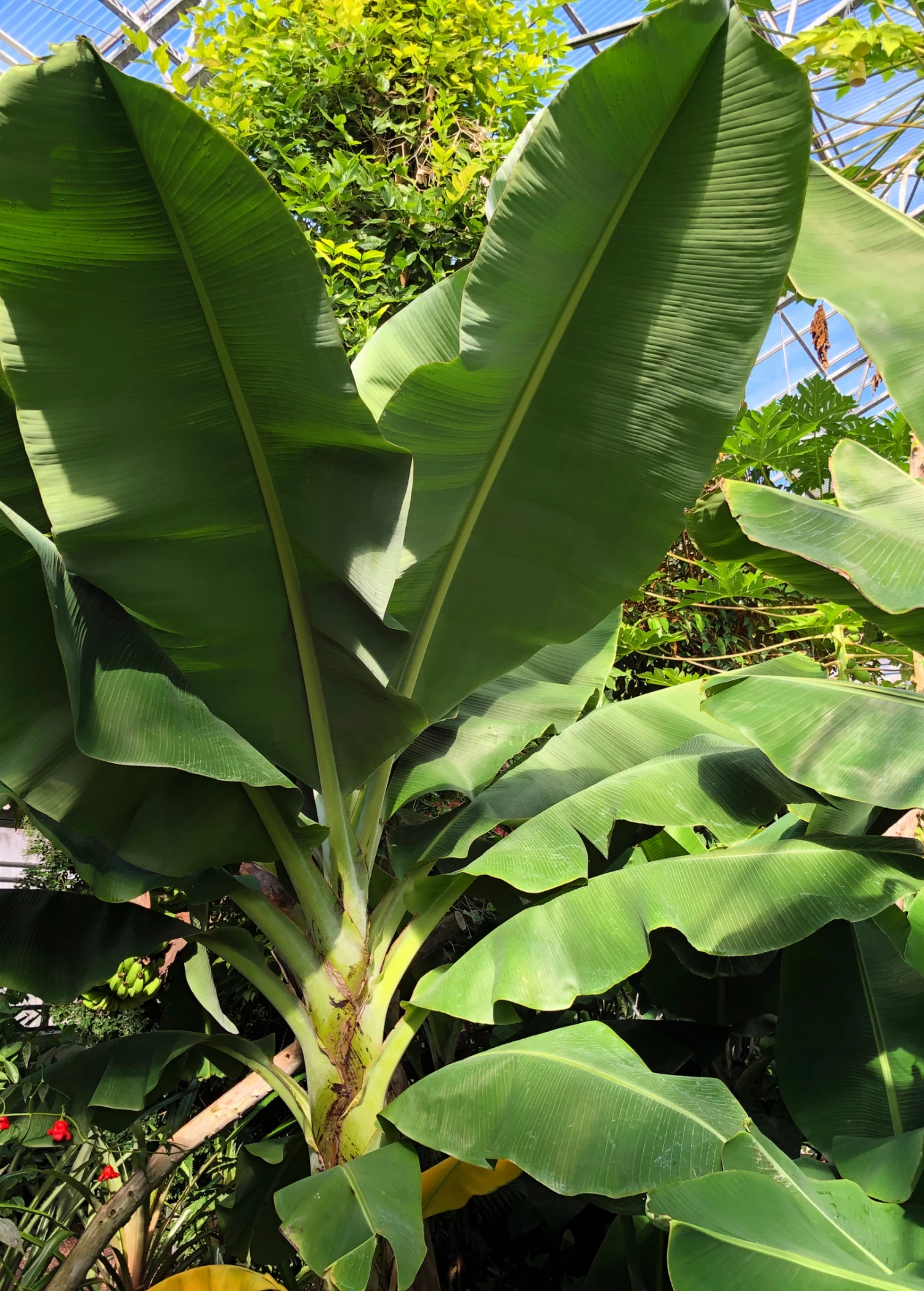Banana 'Dwarf Cavendish' (Musa Acuminata) - Image 4