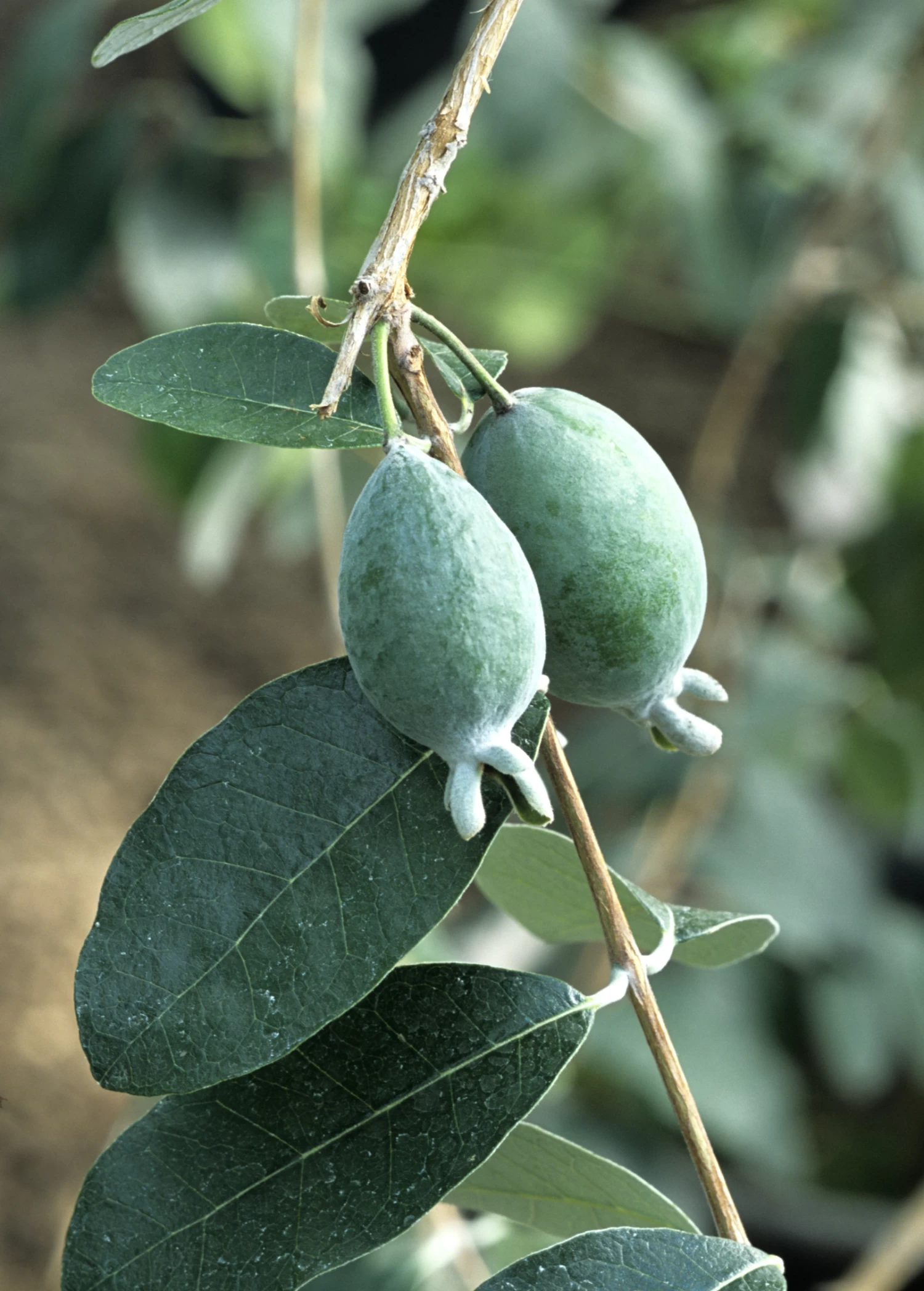 Pineapple Guava (Feijoa Sellowiana) - Image 3