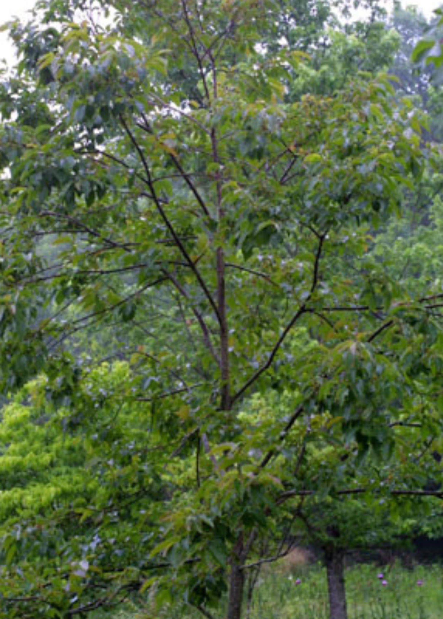 Persimmon Seedling 'Florida Native' (Diospyros Virginiana) - Image 3