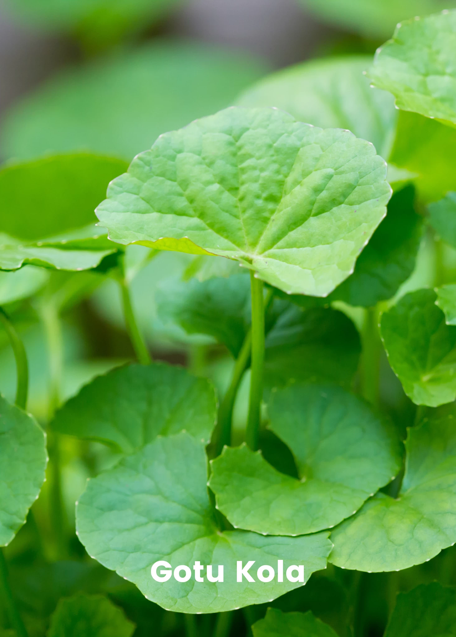 Adaptogen Herb Bundle: Gotu Kola, Skullcap, Ashwagandha, Tulsi - Image 2