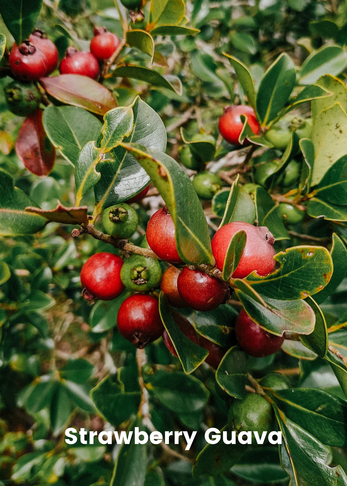 Guava Bundle: Strawberry Guava & Lemon Guava - Image 3