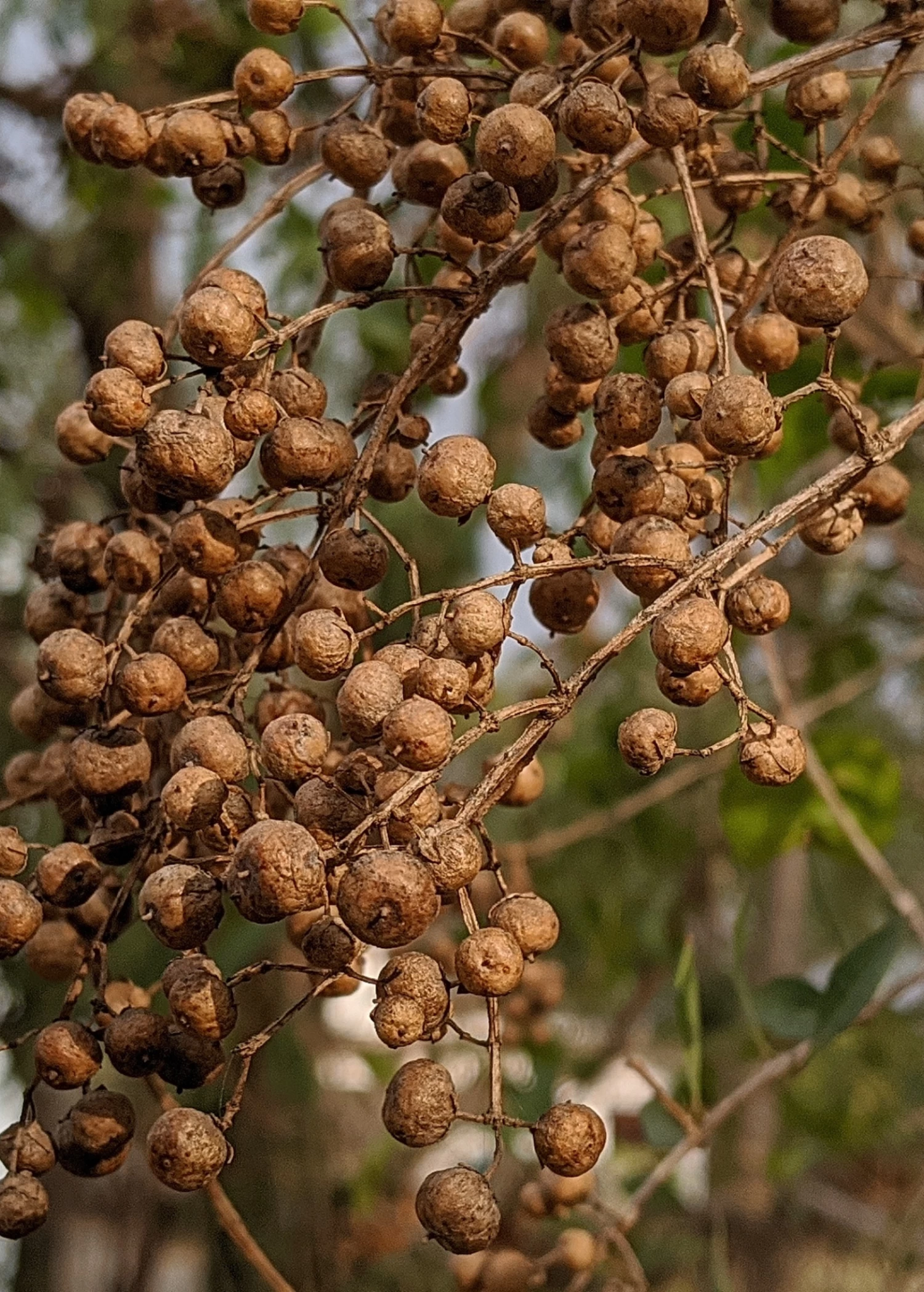 Henna (Lawsonia Inermis) - Image 2