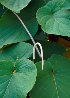 Hoja Santa (Piper Auritum)