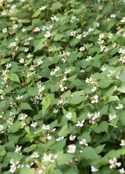 Giâp Cá, Fish Mint (Houttuynia Cordata)