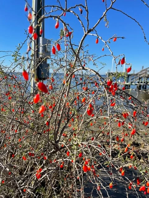 Christmasberry (Lycium Carolinianum) - Image 8