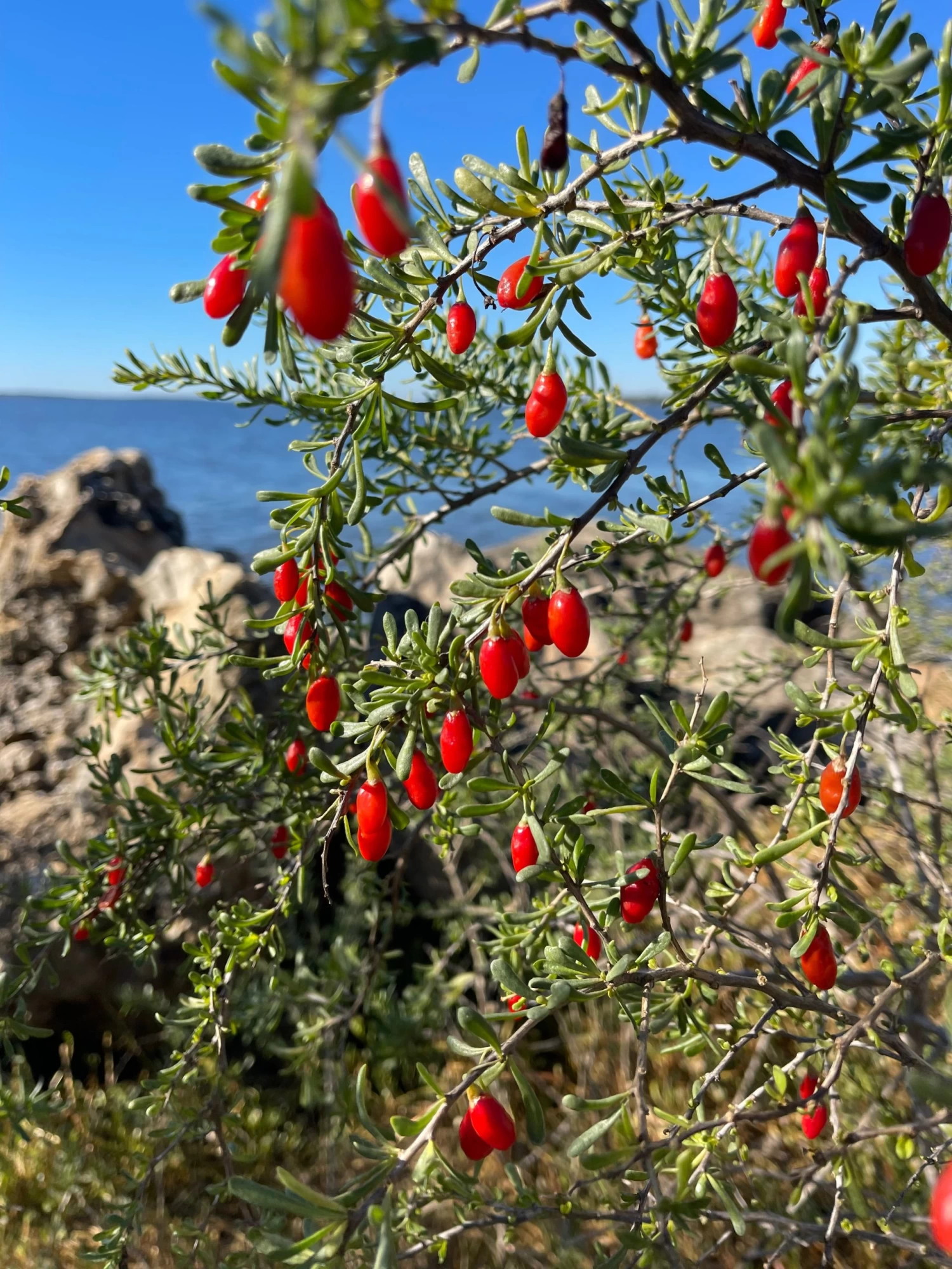 Christmasberry (Lycium Carolinianum) - Image 6
