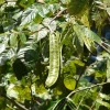 Ice Cream Bean, Feuileei (Inga Feuilleei)