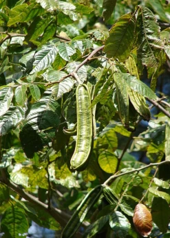 Ice Cream Bean, Feuileei (Inga Feuilleei)