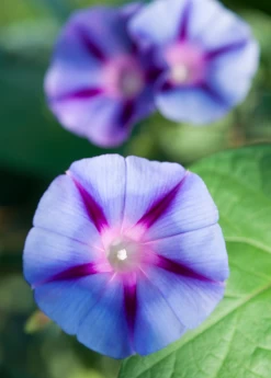Shaman's Morning Glory, Ololiuqui (Ipomoea Corymbosa)