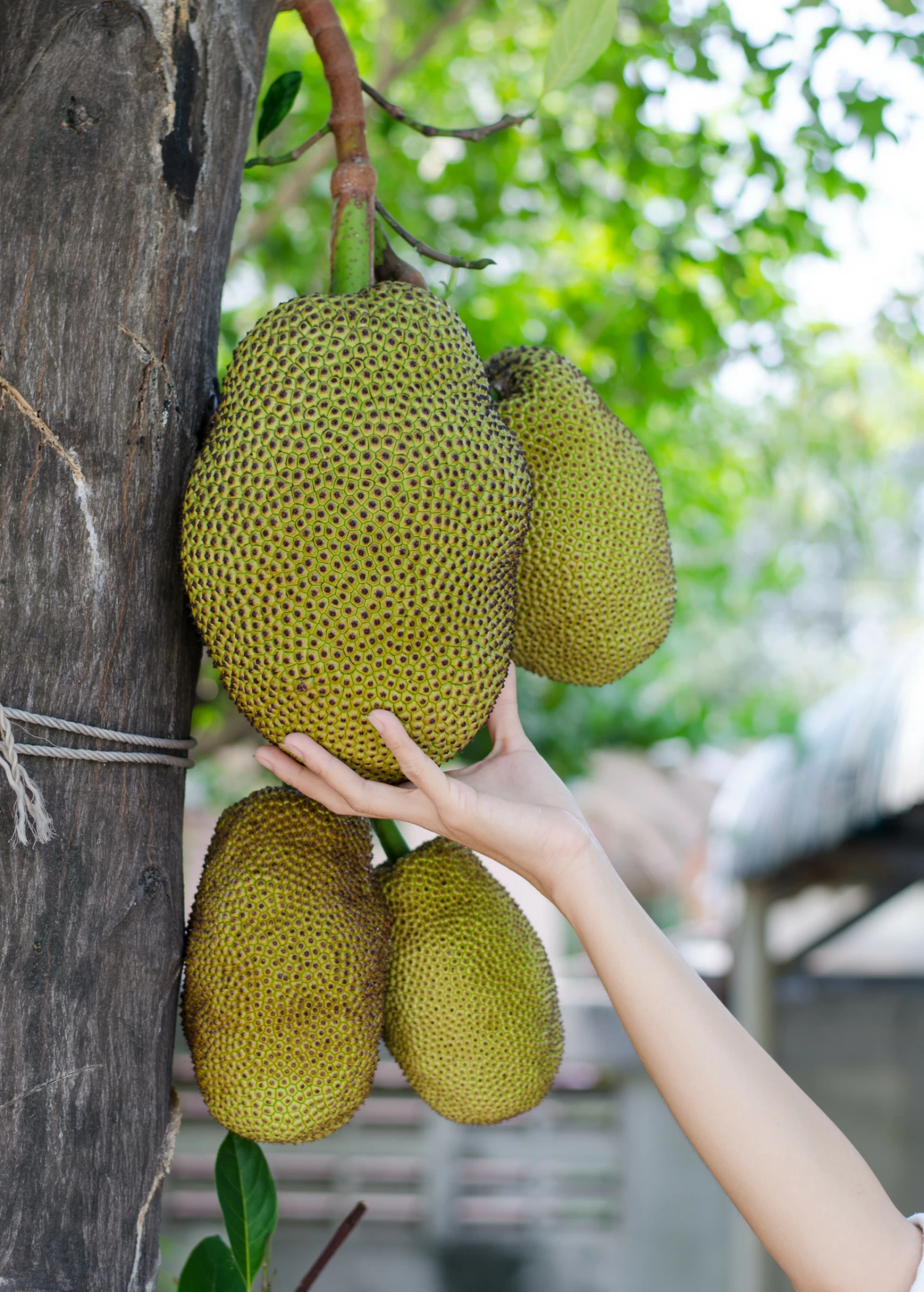 Jackfruit 'Black Gold' (Artocarpus Heterophyllus) - Image 3