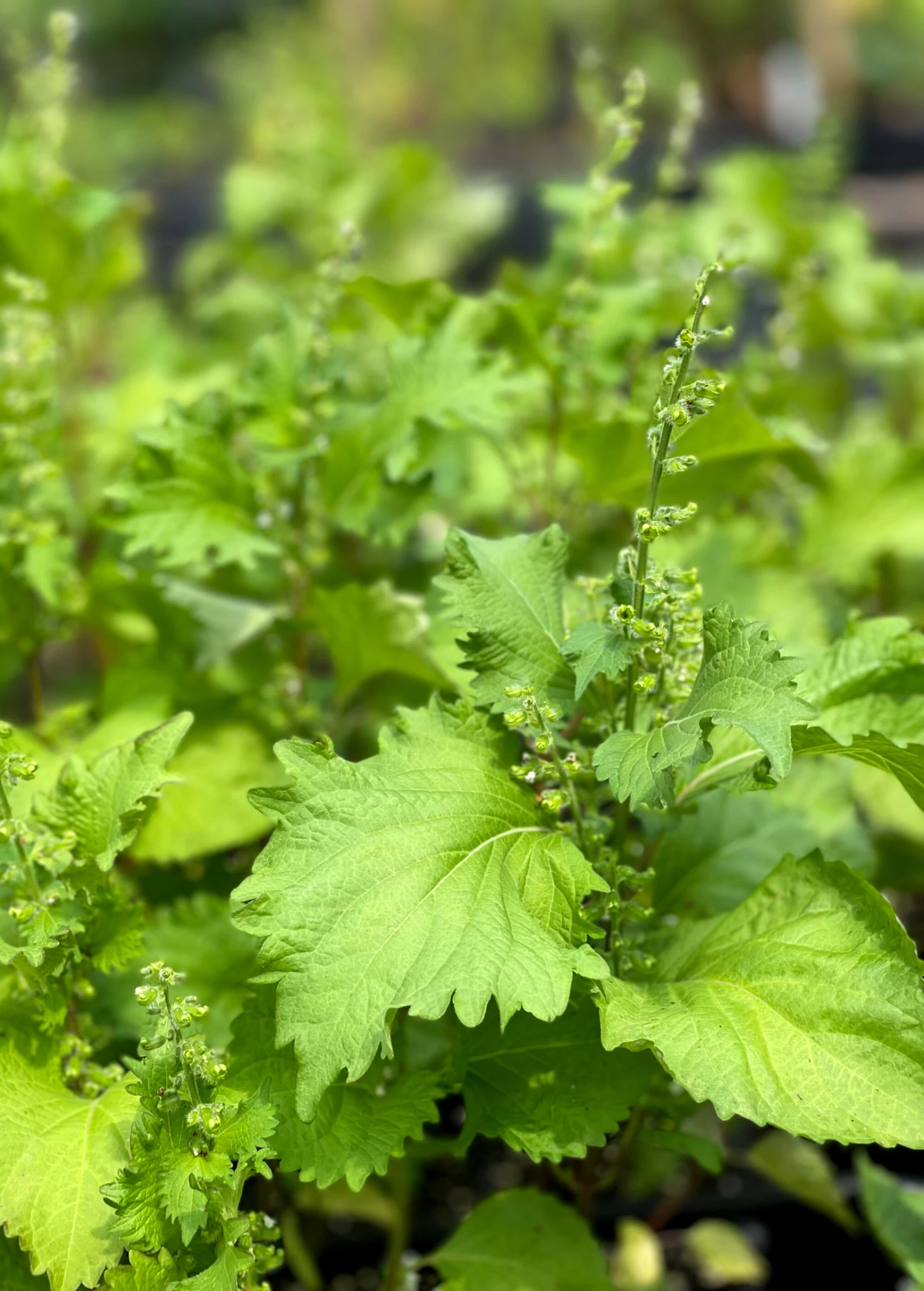 Korean Perilla (Perilla Frutescens) - Image 2