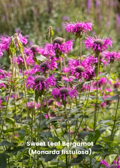 Bergamot Bundle: 'Lemon' & 'Sweet Leaf' Bergamot Plants