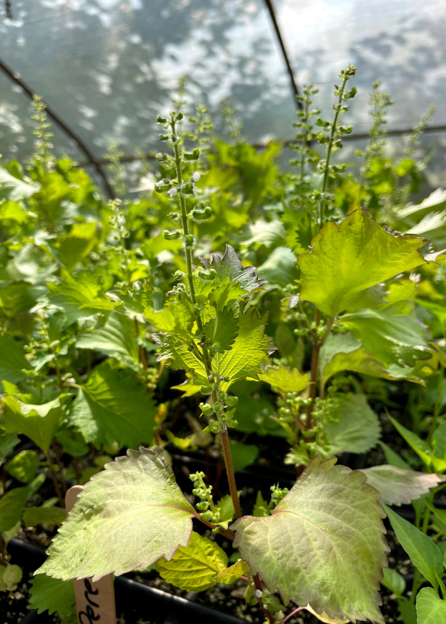 Korean Perilla (Perilla Frutescens) - Image 3