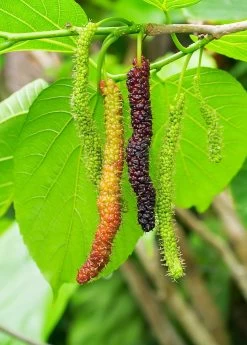 Mulberry 'Pakistan' (Morus Nigra)