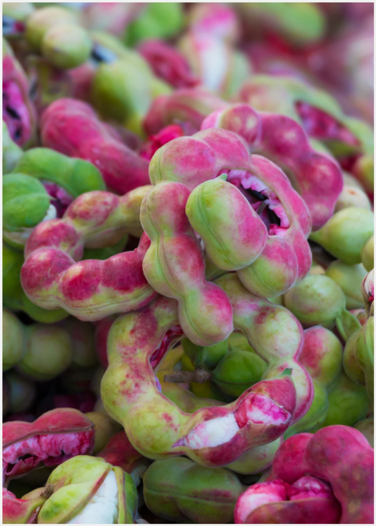 Manila Tamarind, Camachile (Pithecellobium Dulce)