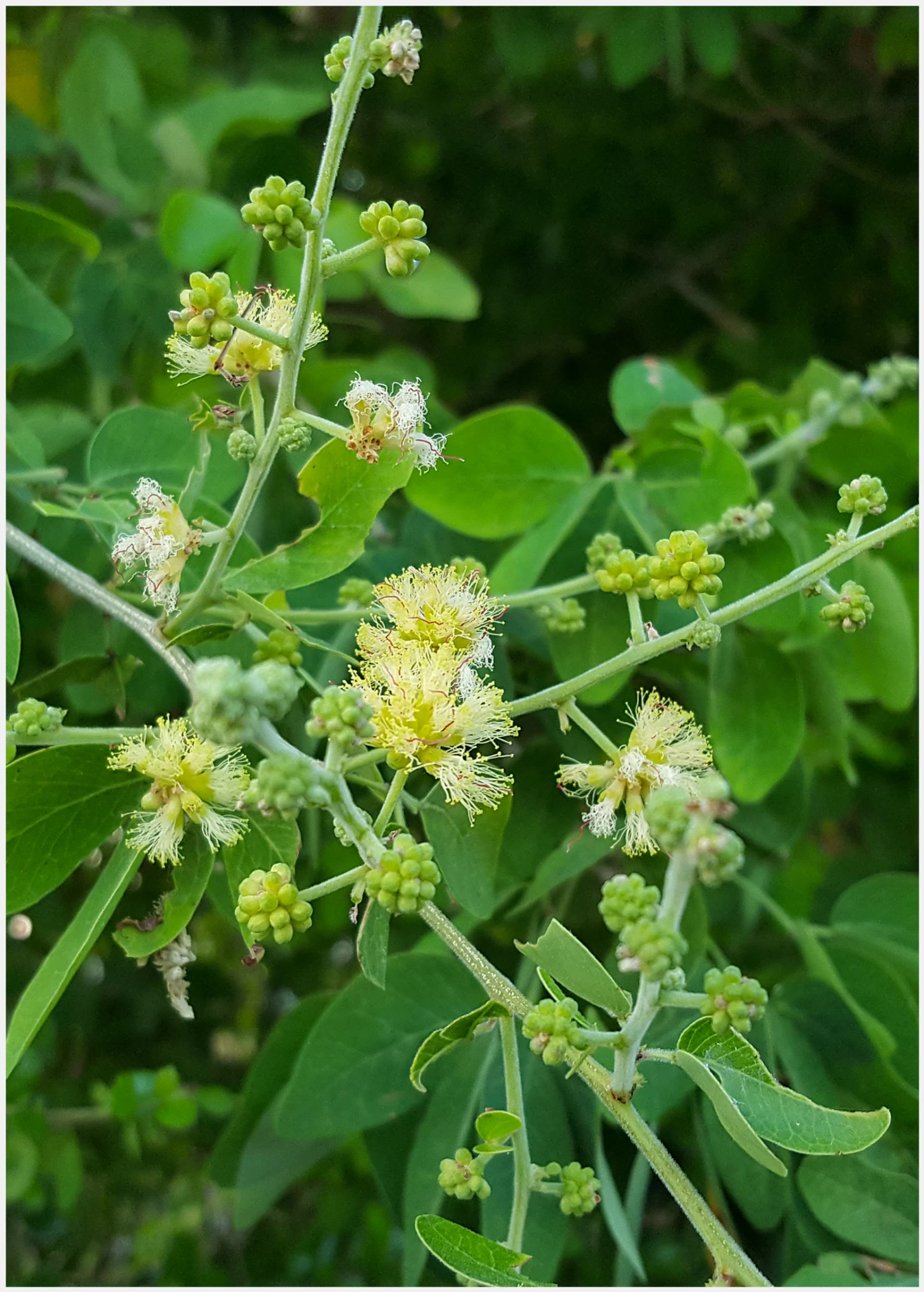 Manila Tamarind, Camachile (Pithecellobium Dulce) - Image 2