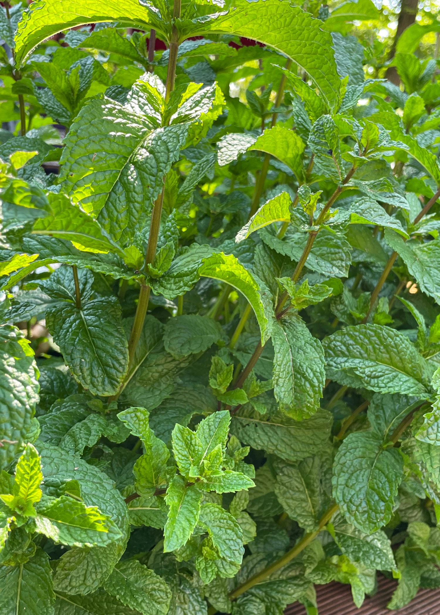 Moroccan Mint (Mentha Spicata) - Image 5