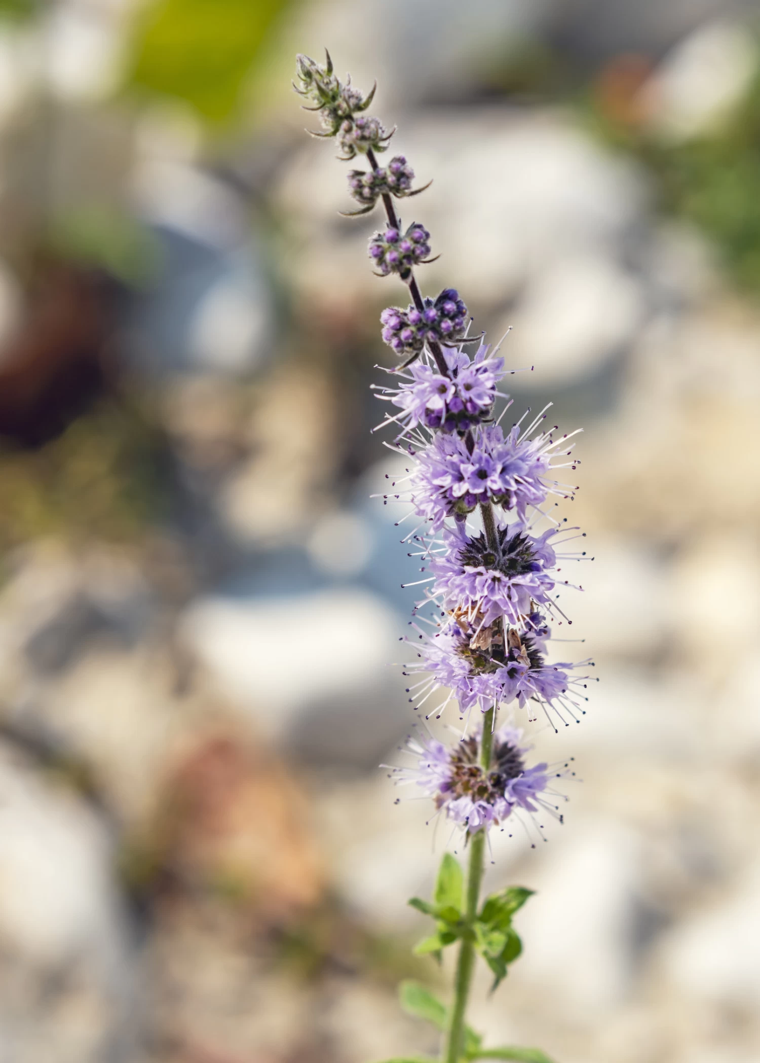 Moroccan Mint (Mentha Spicata) - Image 4