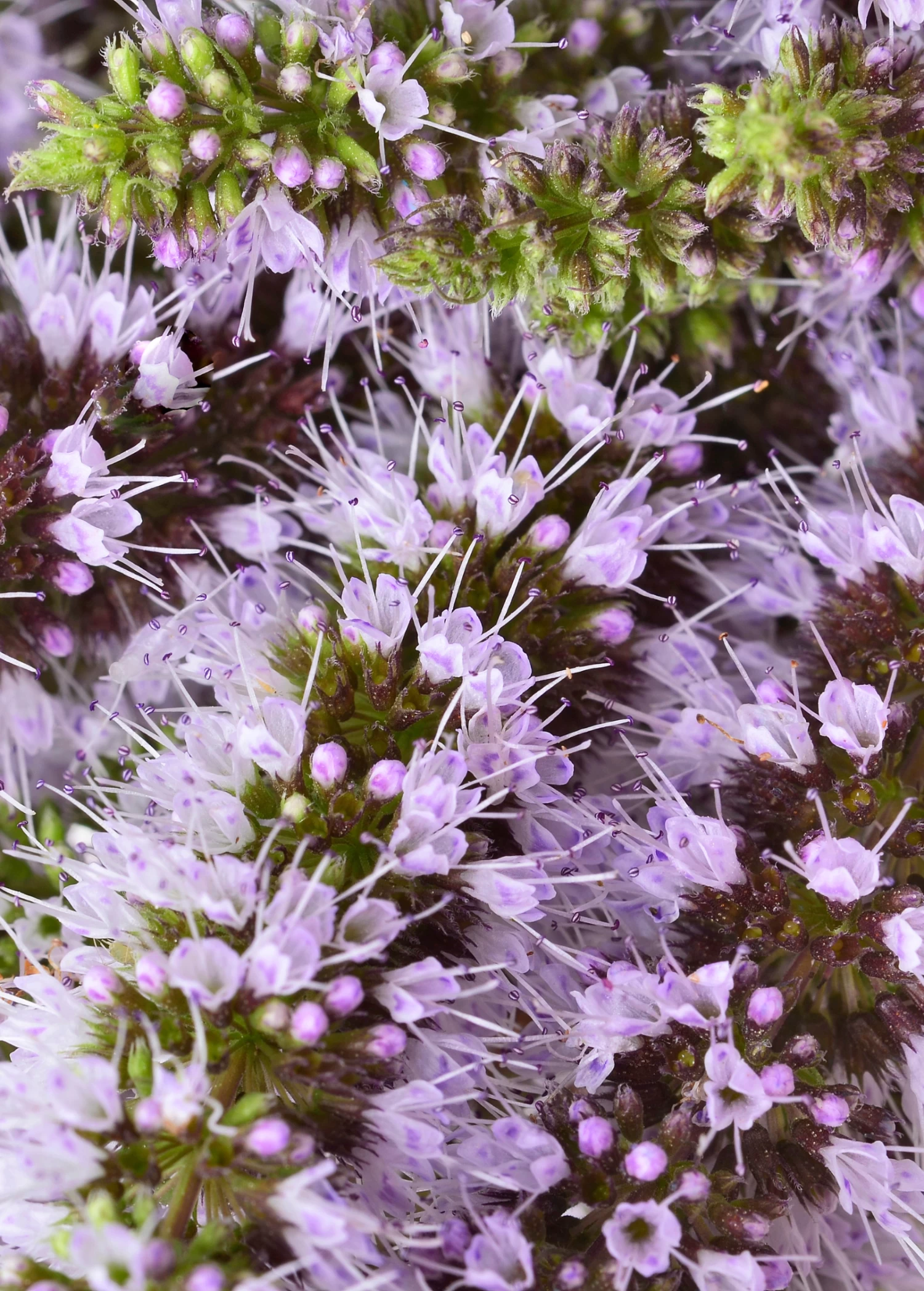 Moroccan Mint (Mentha Spicata) - Image 3