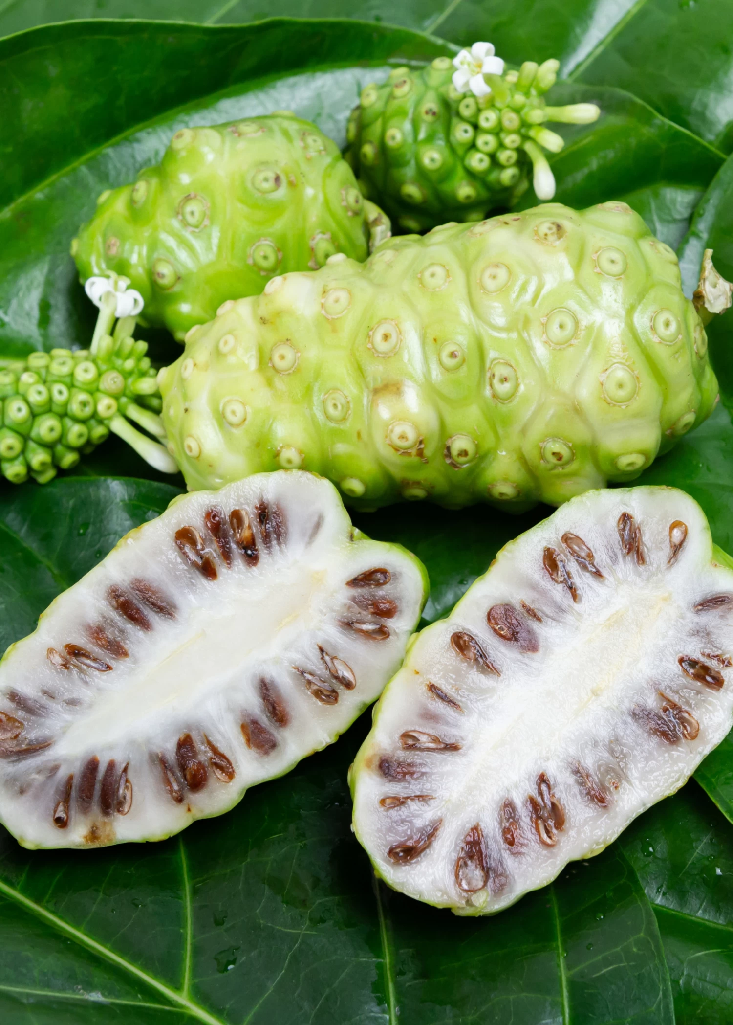 Noni (Morinda Citrifolia)