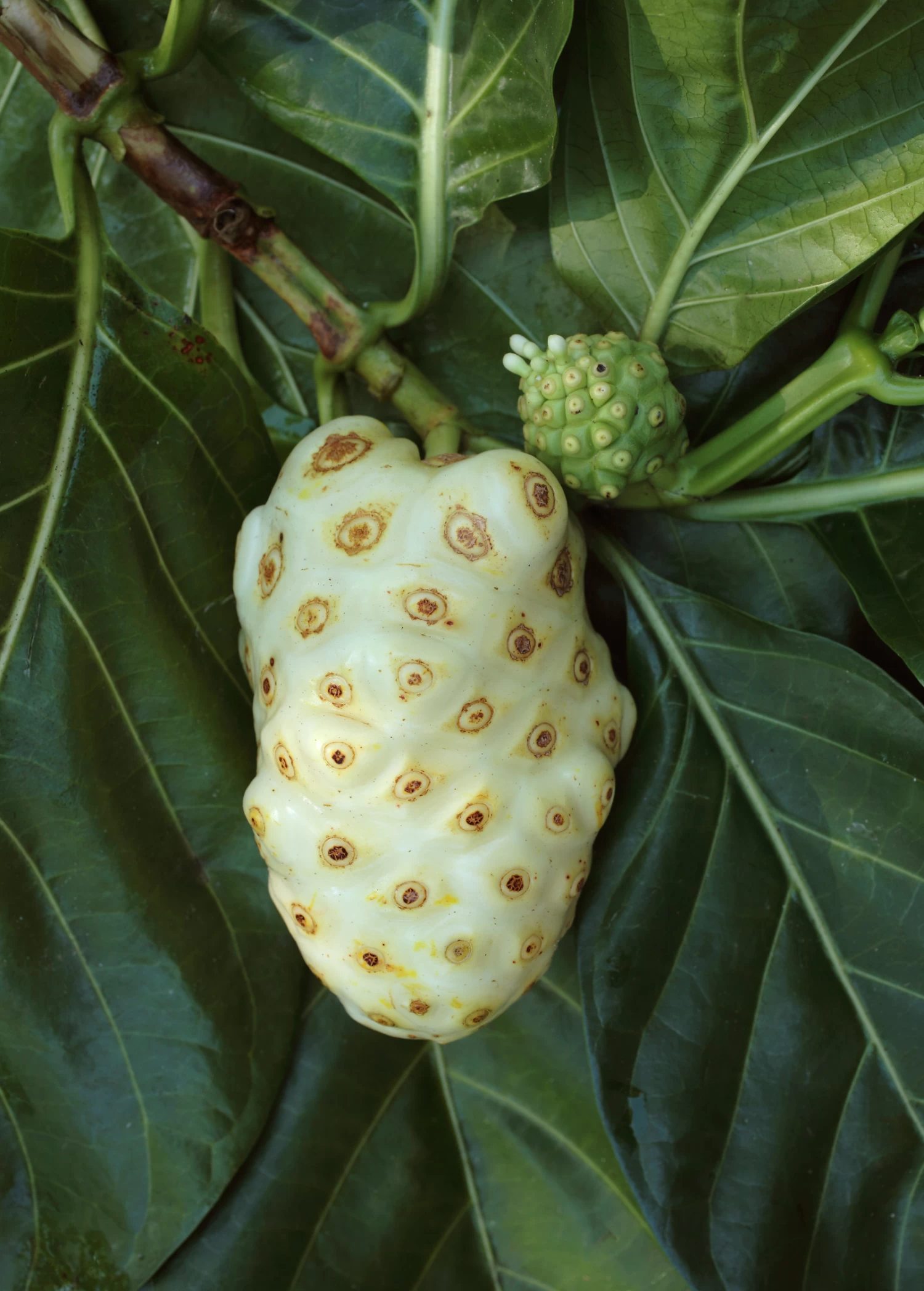 Noni (Morinda Citrifolia) - Image 3