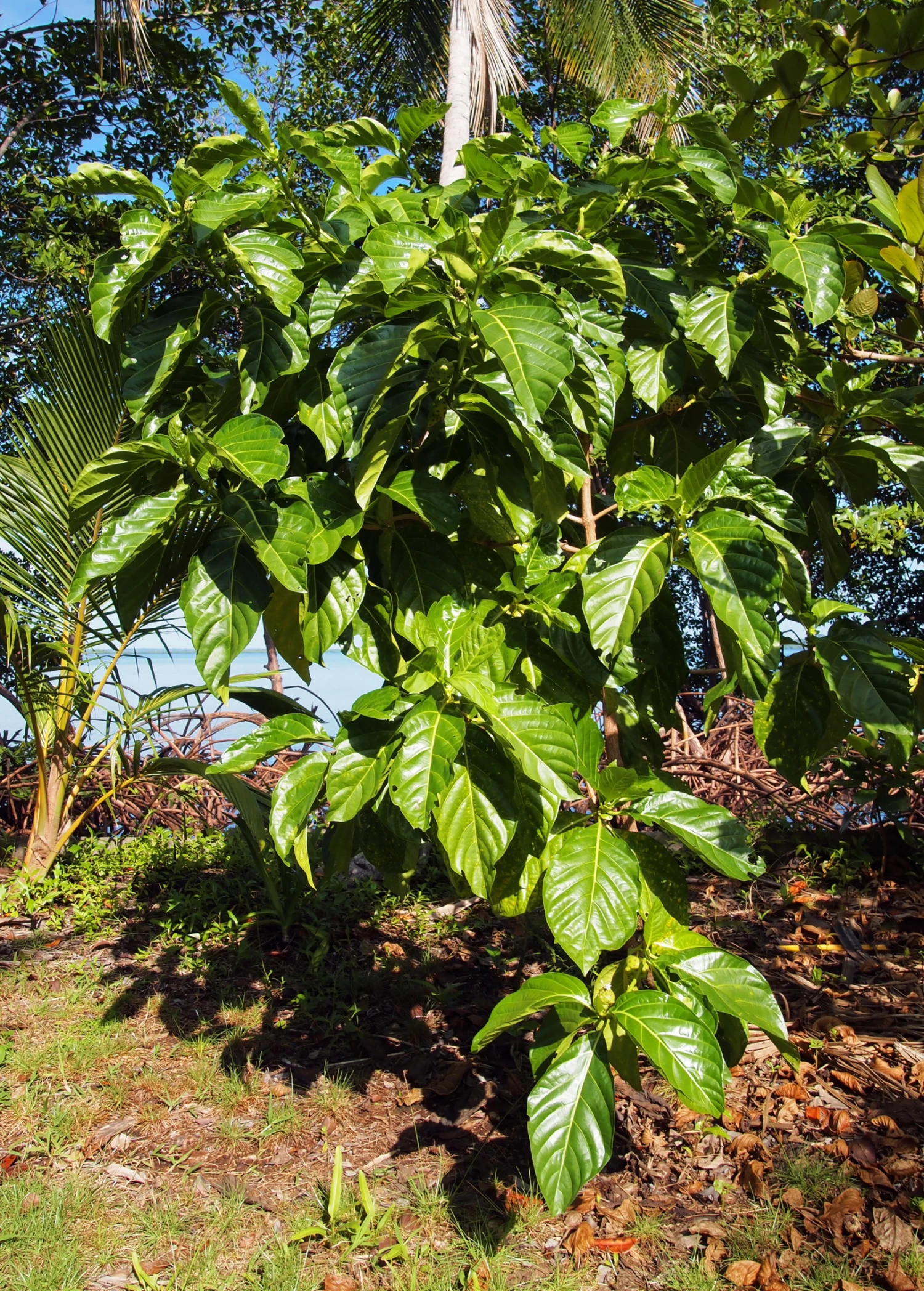 Noni (Morinda Citrifolia) - Image 4