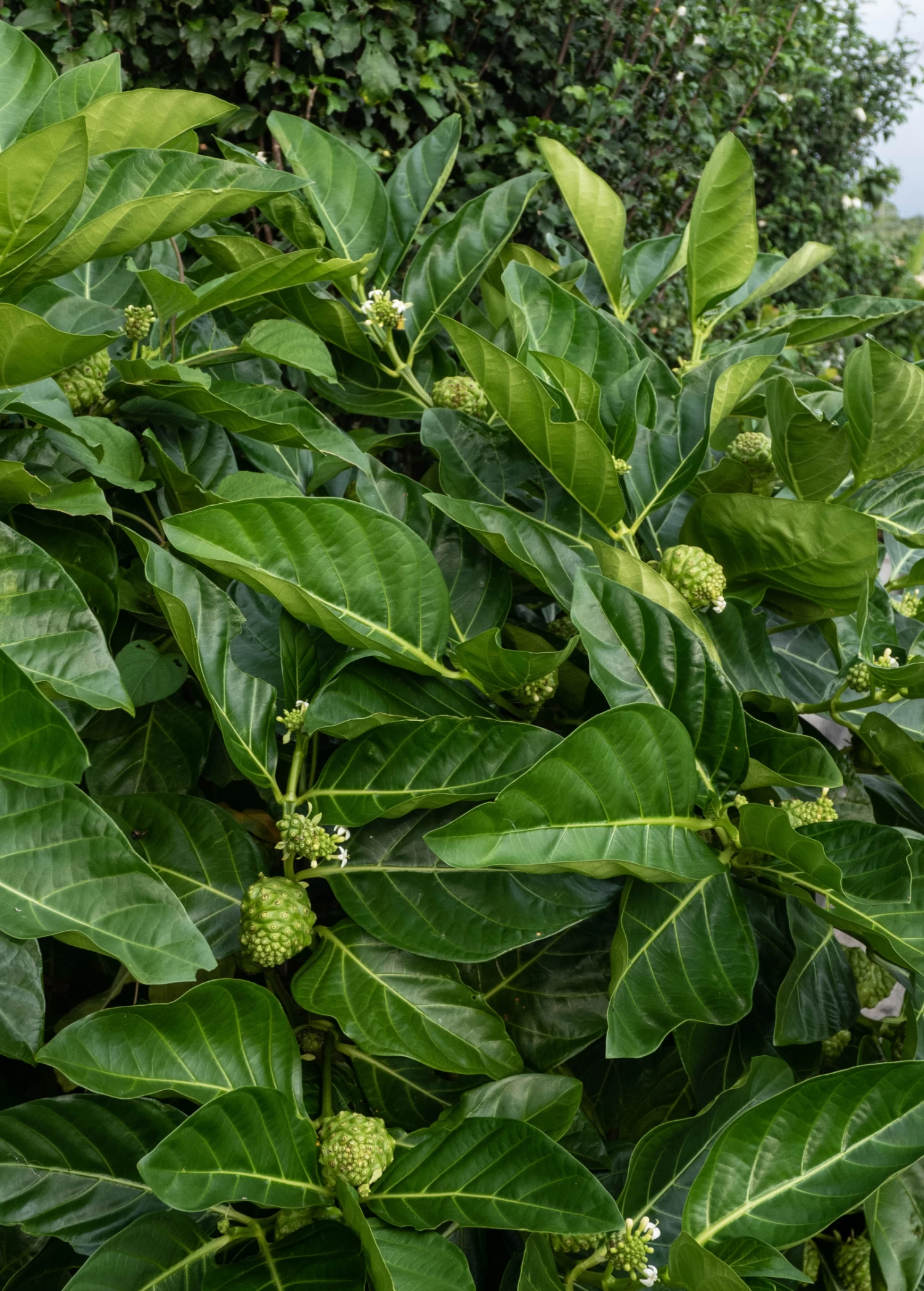 Noni (Morinda Citrifolia) - Image 2