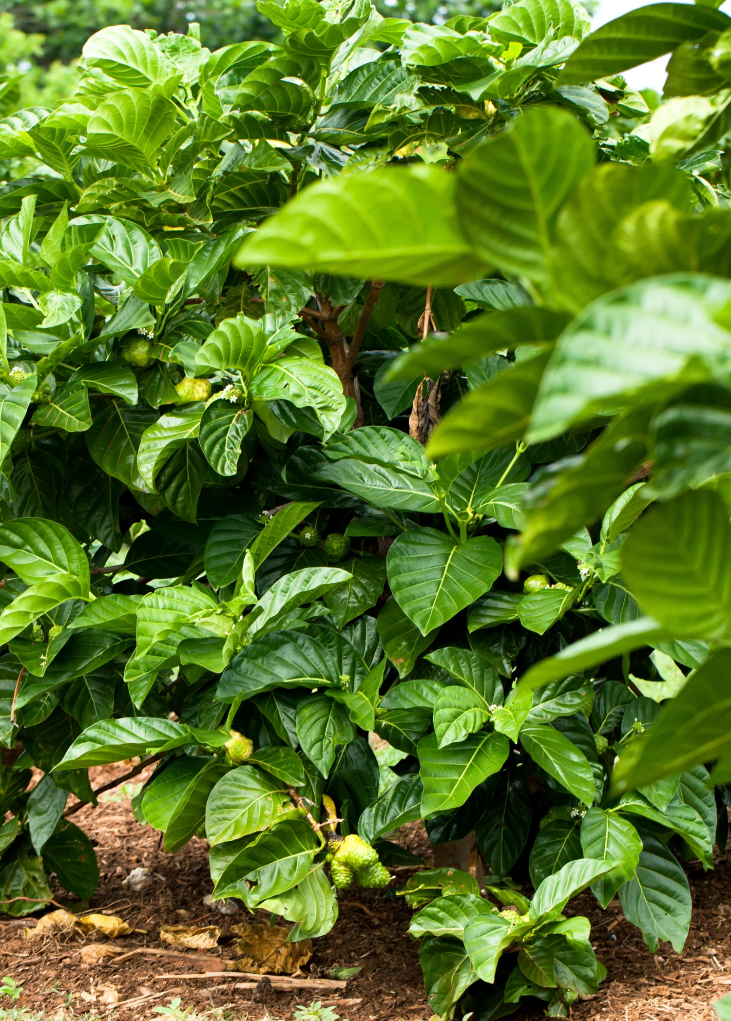Noni (Morinda Citrifolia) - Image 7