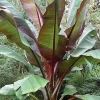 Banana 'Siam Ruby' (Musa Acuminata)
