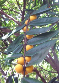 Yellow Jaboticaba (Myrciaria Glazioviana Cabeluda)