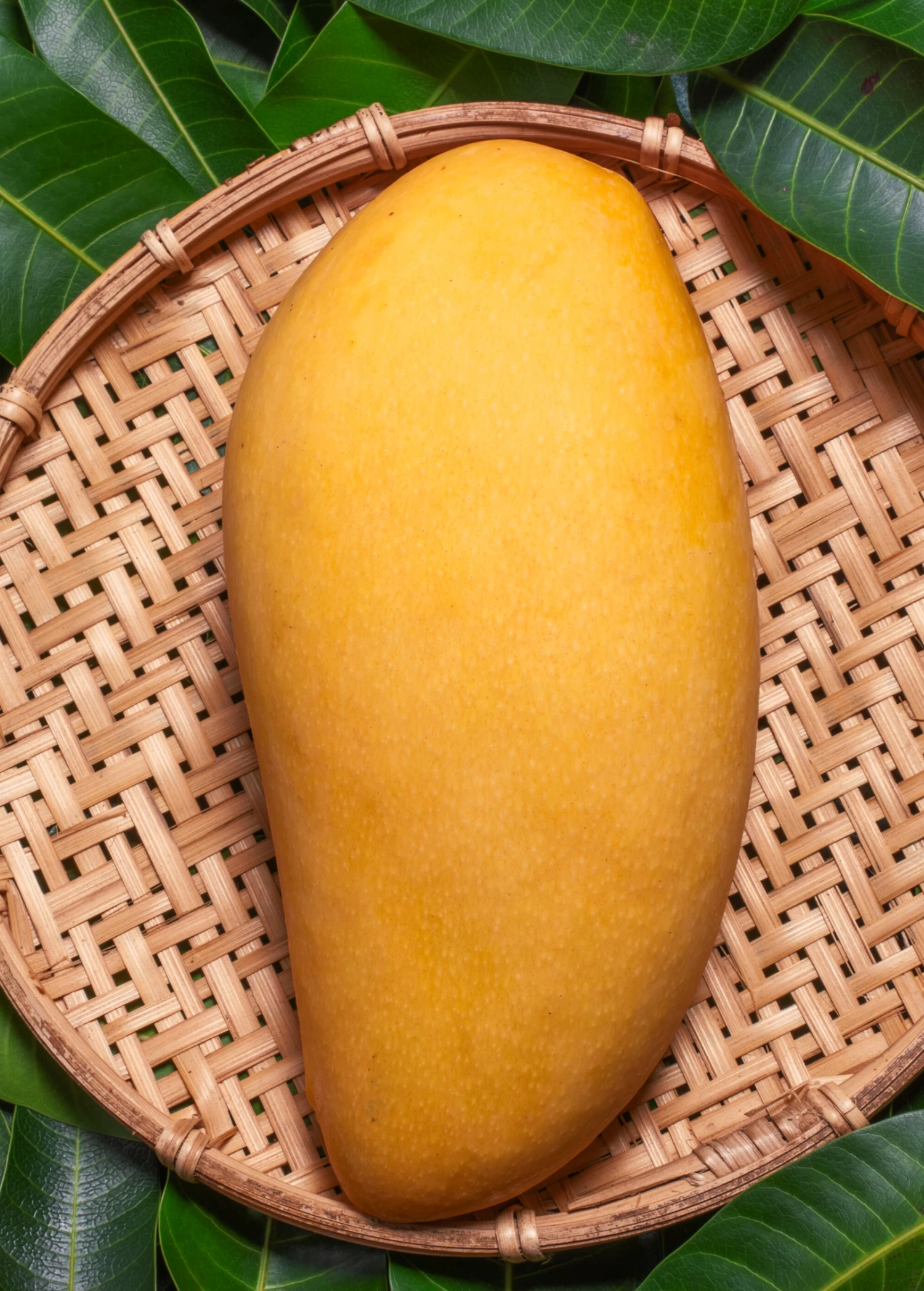 Mango 'Nam Doc Mai' (Mangifera Indica)
