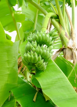 Banana 'Dwarf Nam Wah' (Musa Acuminata)