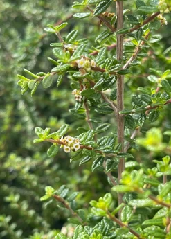Moujean Tea, Bahama Berry (Nashia Inaguensis)