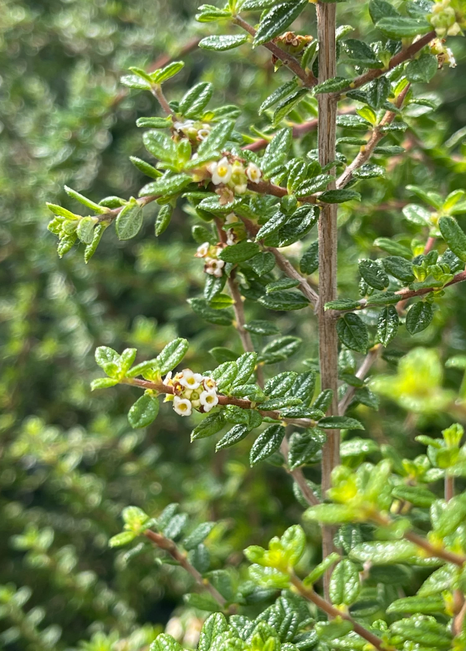 Moujean Tea, Bahama Berry (Nashia Inaguensis)