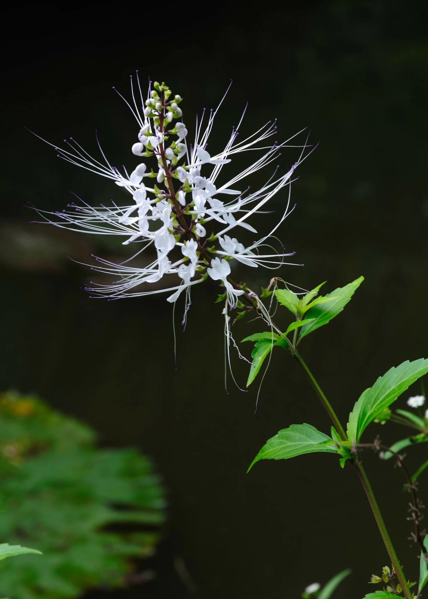 Java Tea (Orthosiphon Stamineus) - Image 2