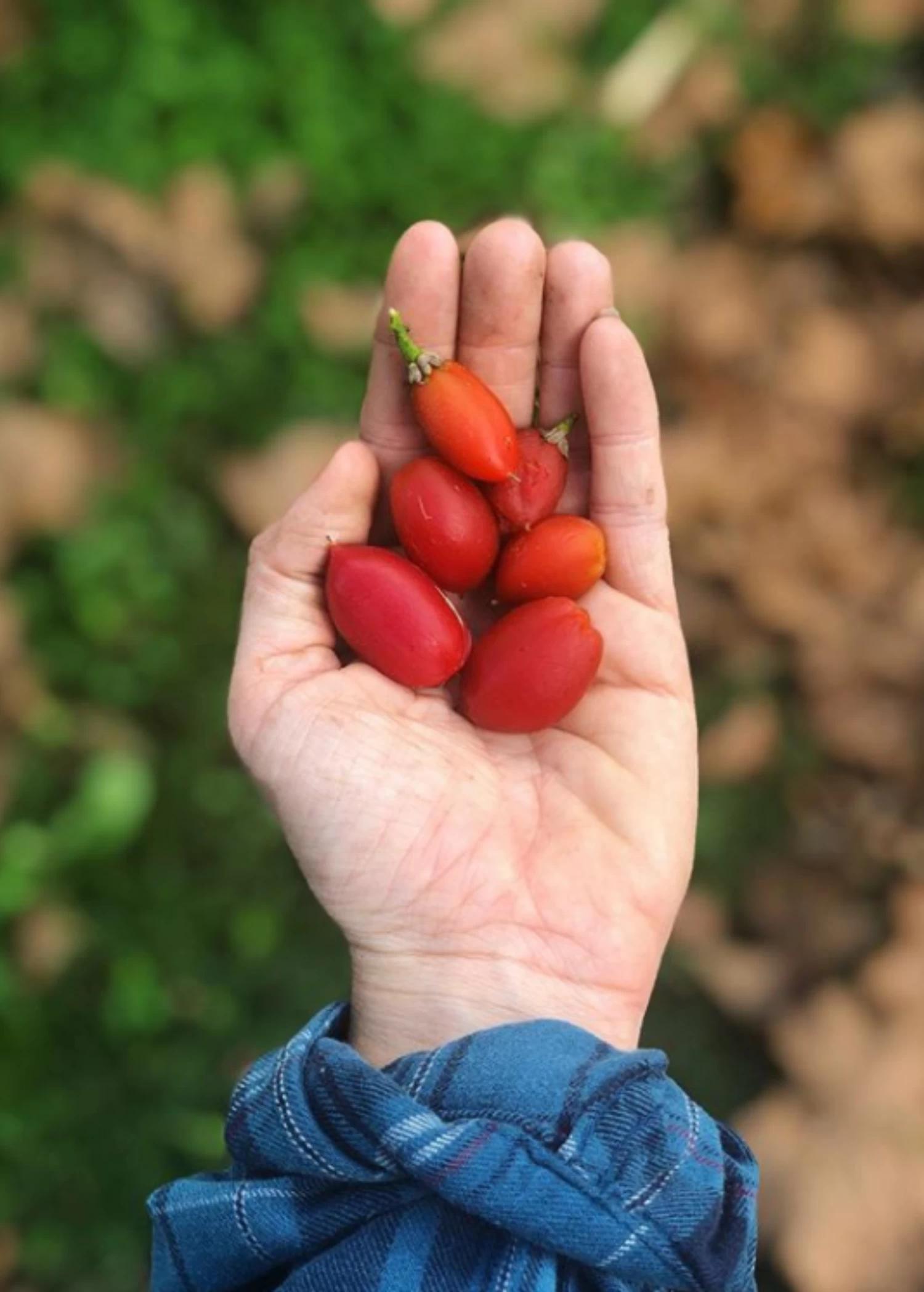 Peanut Butter Fruit (Bunchosia Argentea) - Image 3
