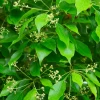 Camphor (Cinnamomum Camphora)