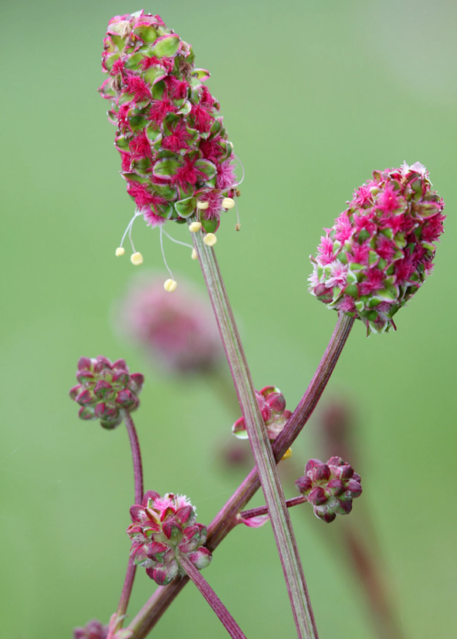 Salad Burnet (Sanguisorba Minor)