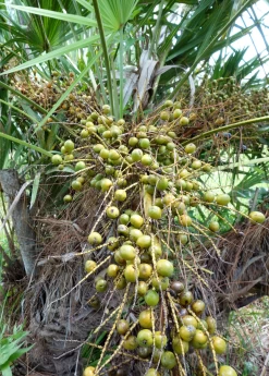 Saw Palmetto (Serenoa Repens)