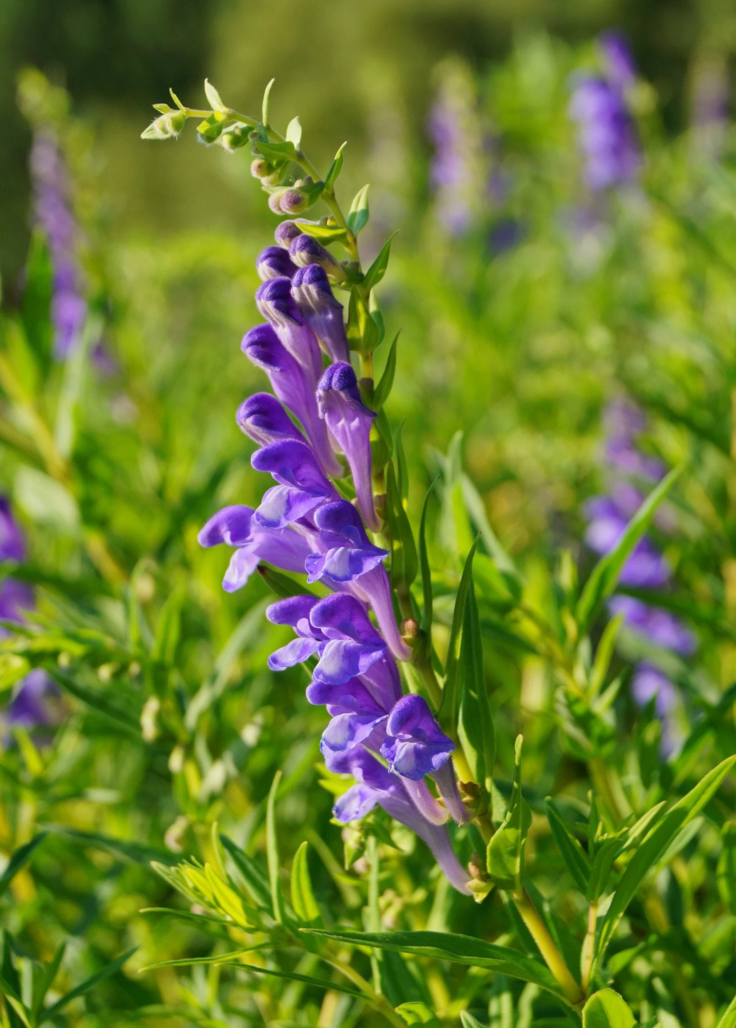 Skullcap (Scutellaria Lateriflora)