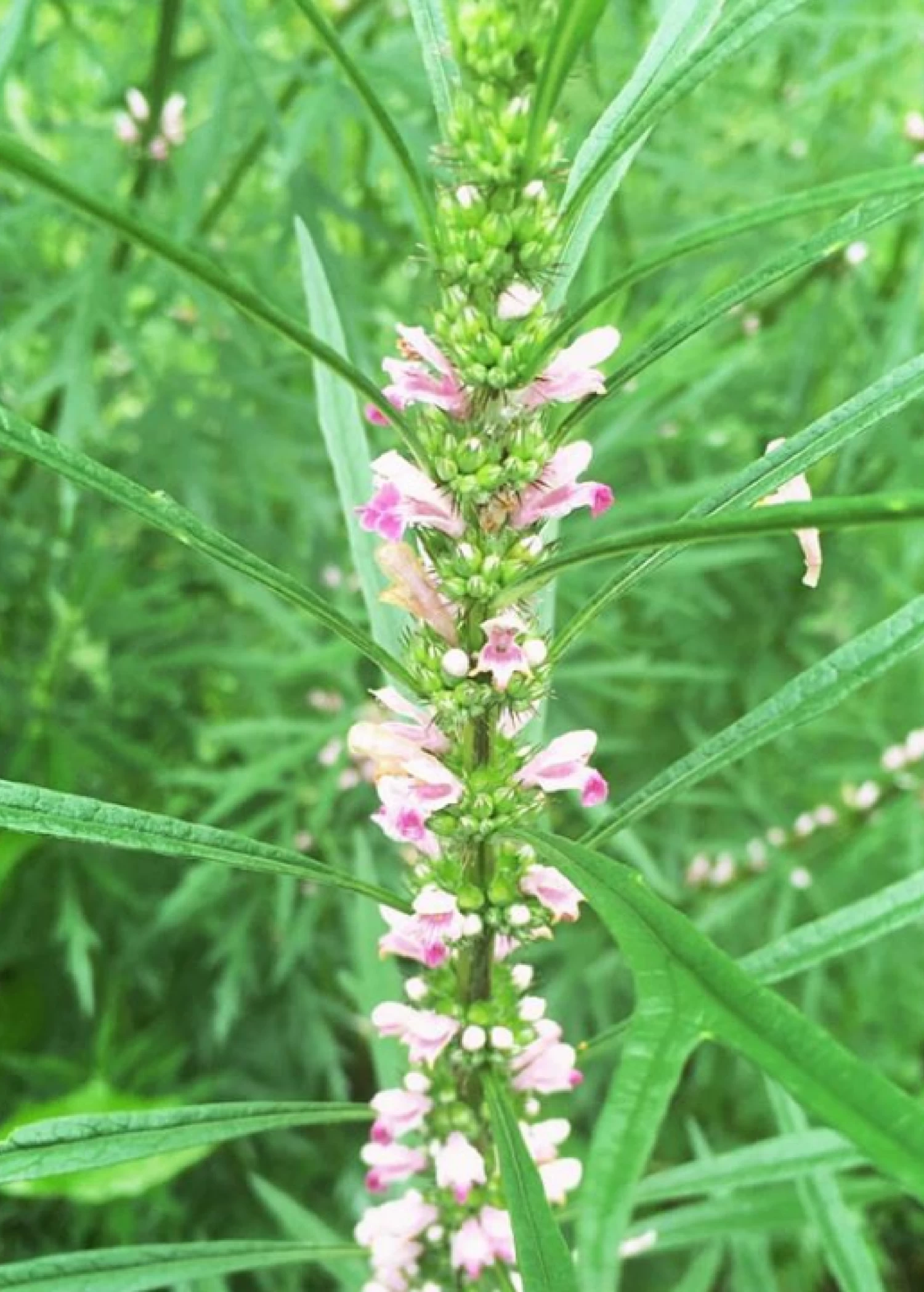 Siberian Motherwort (Leonurus Sibiricus) - Image 3