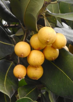 Monkey Apple, Ausubo (Mimusops Balata)