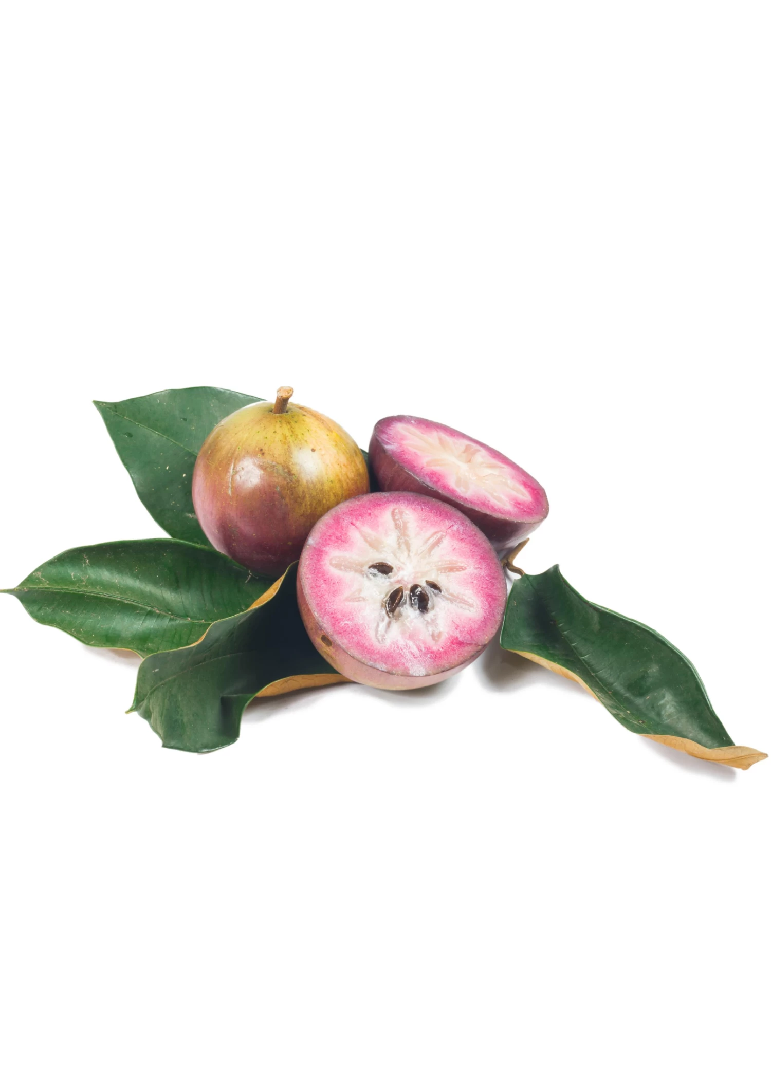 Purple Caimito, Star Apple (Chrysophyllum Cainito) - Image 4