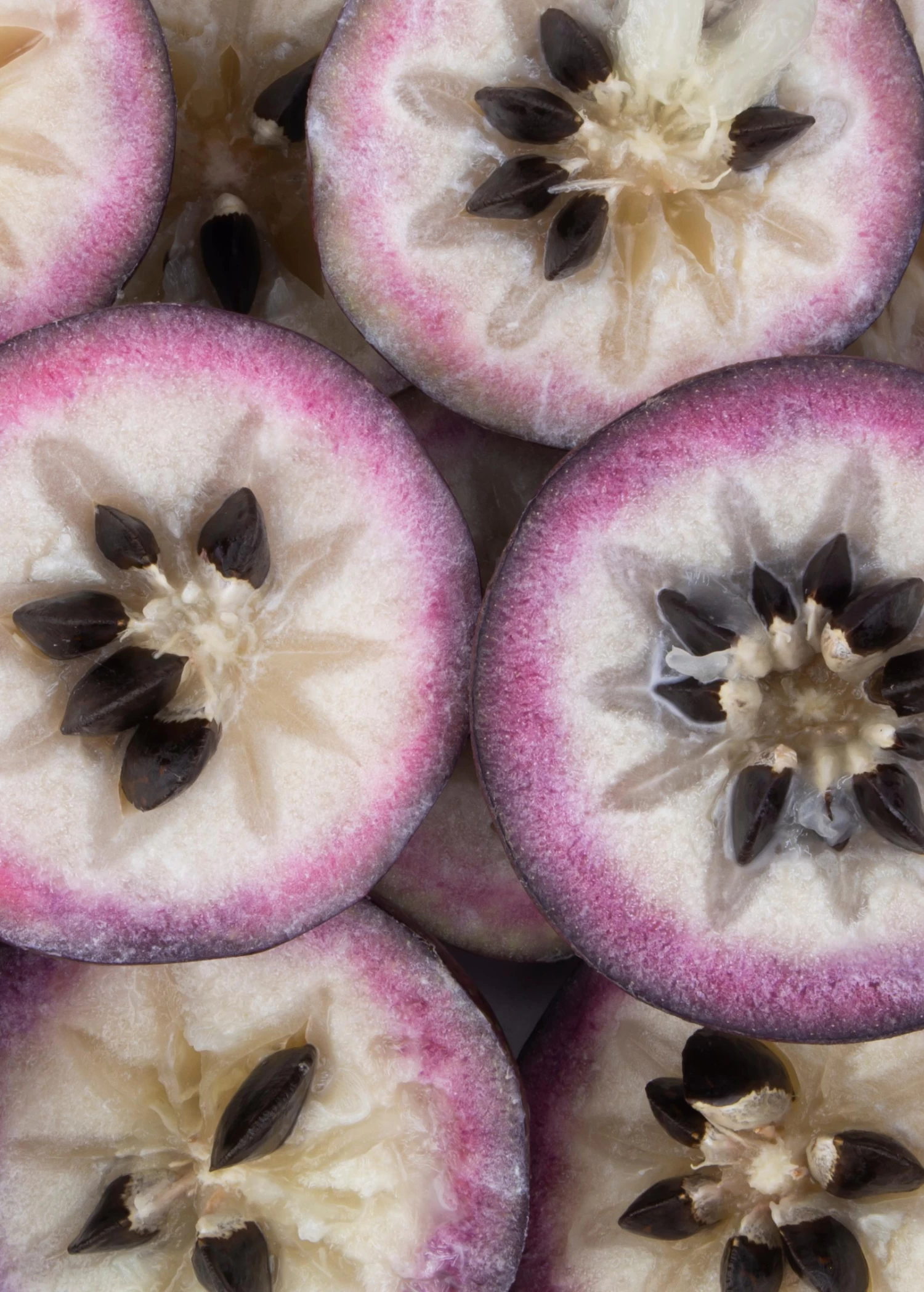 Purple Caimito, Star Apple (Chrysophyllum Cainito) - Image 3