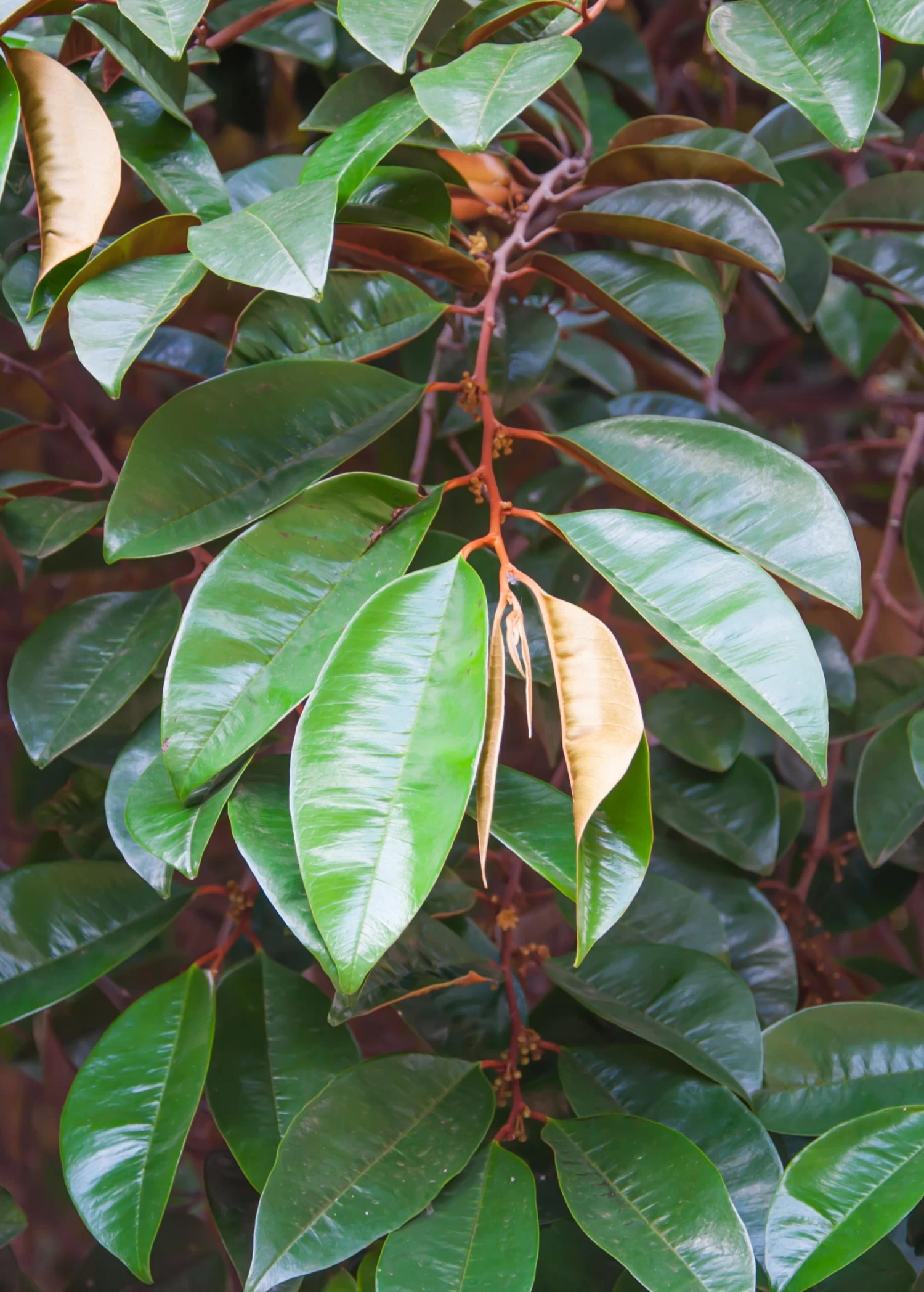 Purple Caimito, Star Apple (Chrysophyllum Cainito) - Image 2