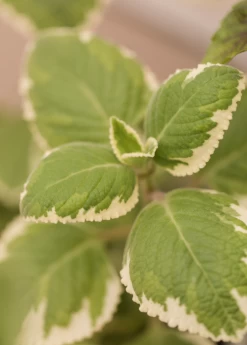 Cuban Oregano, Variegated (Plectranthus Amboinicus)